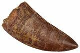 Serrated Carcharodontosaurus Tooth - Real Dinosaur Tooth #341099-1